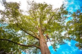 Best Emergency Tree Removal  in Cherry Hill, VA