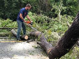 Best Tree Maintenance Programs  in Cherry Hill, VA