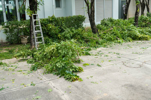 Best Tree Cabling and Bracing  in Cherry Hill, VA