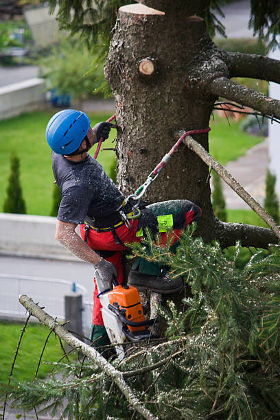 Best Tree Trimming and Pruning  in Cherry Hill, VA